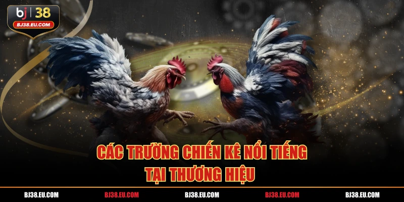 Các trường chiến kê nổi tiếng tại thương hiệu