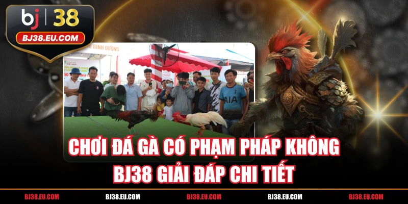 Chơi Đá Gà Có Phạm Pháp Không - BJ38 Giải Đáp Chi Tiết