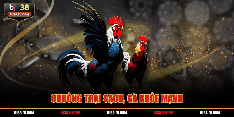 Chuồng trại sạch, gà khỏe mạnh
