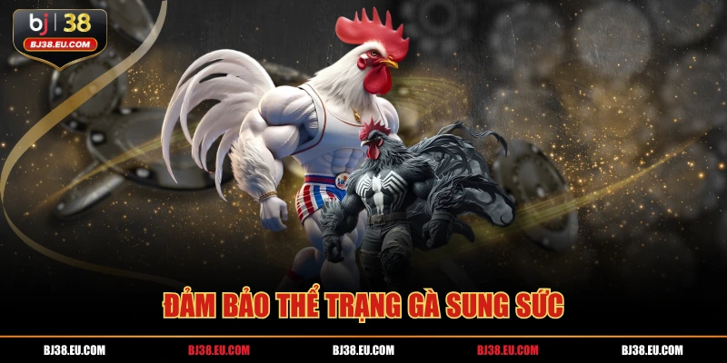 Đảm bảo thể trạng gà sung sức