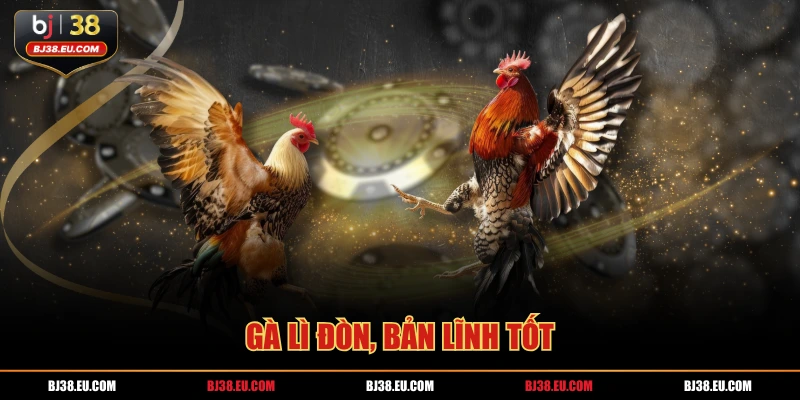 Gà lì đòn, bản lĩnh tốt