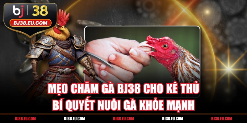 Mẹo Chăm Gà BJ38 Cho Kê Thủ Bí Quyết Nuôi Gà Khỏe Mạnh