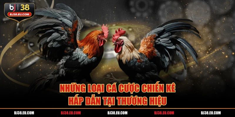 Những loại cá cược chiến kê hấp dẫn tại thương hiệu