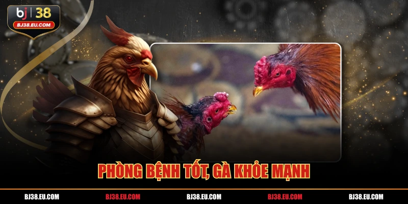Phòng bệnh tốt, gà khỏe mạnh
